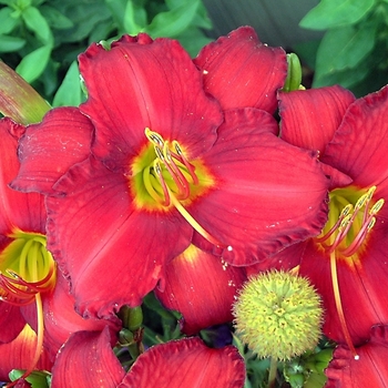 Hemerocallis - 'Chicago Fire' Daylily