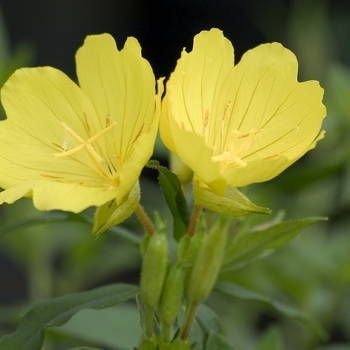 Oenothera tetragona - Evening Primrose