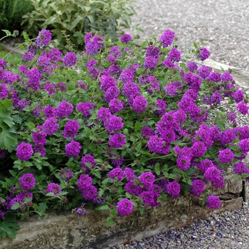 Verbena canadensis - 'Homestead Purple'