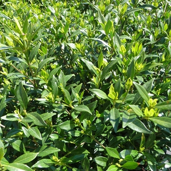 Gardenia jasminoides - 'Radicans'