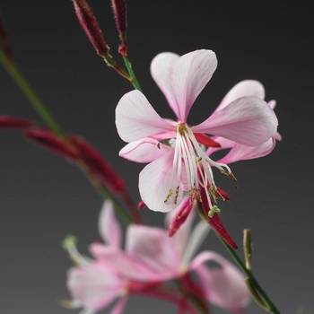 Gaura lindheimeri (Butterfly Flower) - Stratosphere™ ''Pink Picotee''