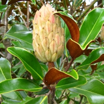 Magnolia grandiflora - 'Bracken's Brown Beauty'