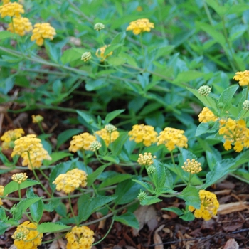 Lantana camara - 'New Gold'