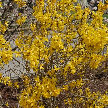 Forsythia x intermedia - 'Lynwood'