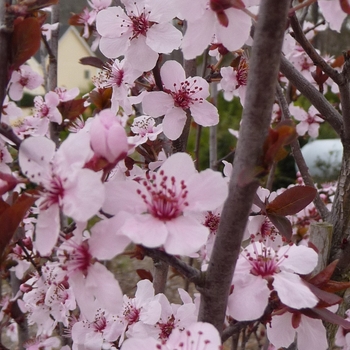 Prunus cerasifera - 'Krauter Vesuvius' Purple Leaf Plum