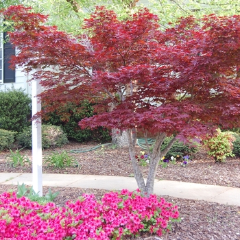 Acer palmatum var. atropurpureum - 'Bloodgood' Japanese Maple