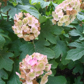 Hydrangea quercifolia - 'Snow Queen' Oakleaf Hydrangea