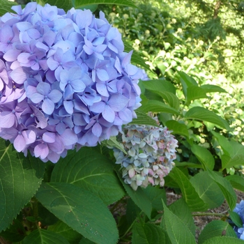 Hydrangea macrophylla - 'Penny Mac' Bigleaf Hydrangea