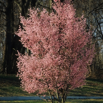 Prunus x incamp - 'Okame' Okame Cherry