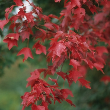 Acer rubrum - ''Autumn Blaze'' Red Maple