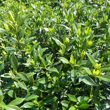 Gardenia jasminoides - 'Frost Proof'