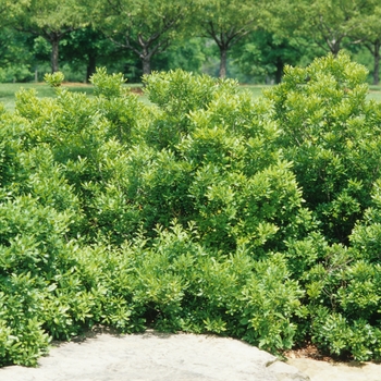 Myrica cerifera - Waxmyrtle