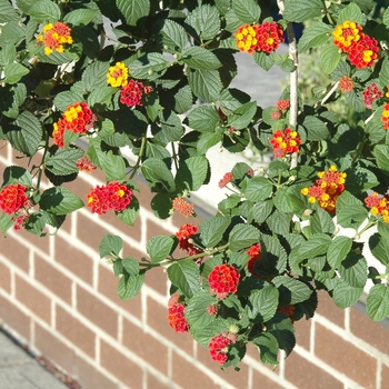 Lantana camara - 'Miss Huff'