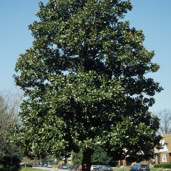 Magnolia grandiflora - Southern Magnolia