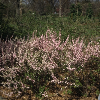 Prunus glandulosa - 'Rosea Plena' Pink Flowering Almond