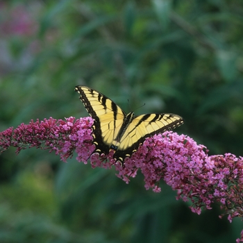 Buddleia - 'Pink Delight' Butterfly Bush