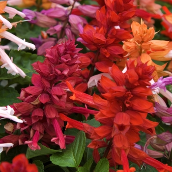 Salvia splendens - Sizzler™ Red