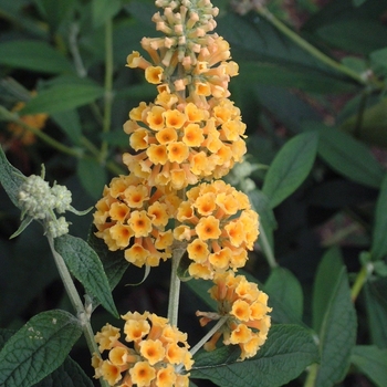 Buddleia x weyeriana - 'Honeycomb' Butterfly Bush