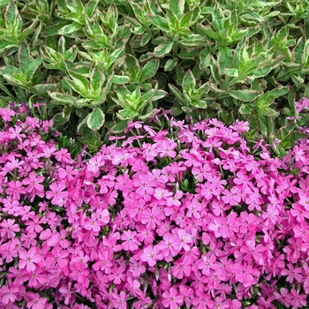 Phlox subulata - 'Fort Hill' Creeping Phlox