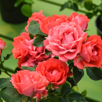 Rosa - 'Coral Drift®' Rose