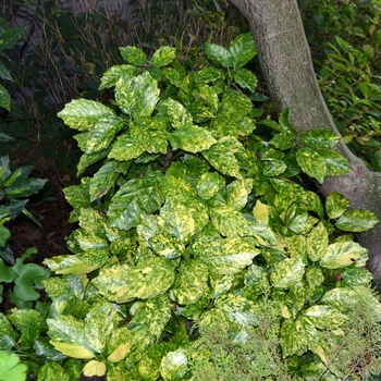 Aucuba japonica - 'Goldilocks' Variegated Japanese Aucuba