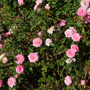 Rosa - 'Sweet Drift®' Rose