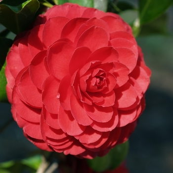 Camellia japonica - 'Black Tie'