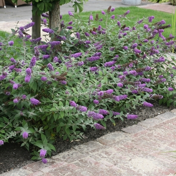 Buddleia (Butterfly Bush) - Lo and Behold® 'Blue Chip'