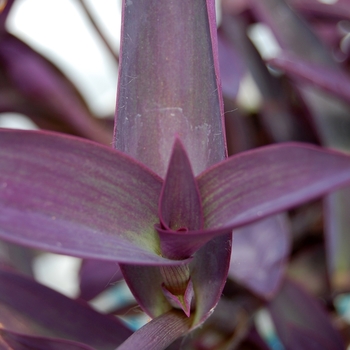 Setcreasea pallida - 'Purple Heart' Wandering Jew