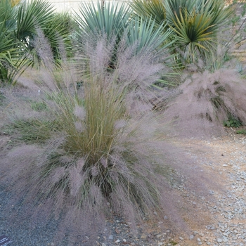 Muhlenbergia - 'Pink Flamengo' Pink Muhly Grass