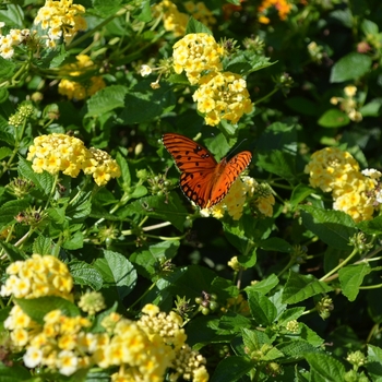 Lantana camara - 'Chapel Hill Yellow'