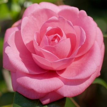 Camellia japonica - 'Jerry Hill' Jerry Hill Camellia