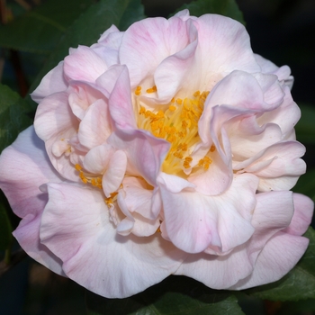 Camellia - 'High Fragrance'