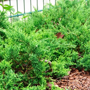 Juniperus chinensis - 'Sargentii' Sargent's Juniper