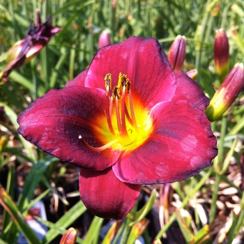 Hemerocallis - 'Ruby Stella' Daylily