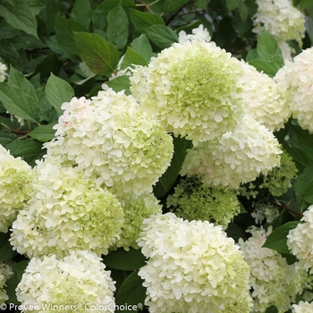 Hydrangea paniculata - 'Limelight' Panicle Hydrangea