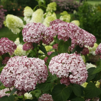 Hydrangea arborescens (Smooth Hydrangea) - Incrediball® 'Blush'