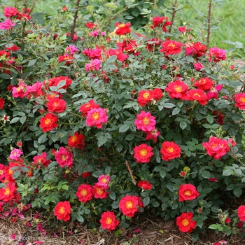 Rosa (Rose) - Oso Easy® 'Urban Legend®'