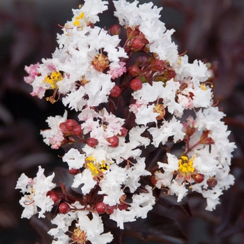 Lagerstroemia - 'Moonlight Magic™' Crapemyrtle