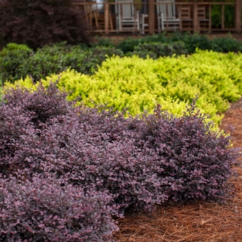 Loropetalum chinense var. rubrum - 'Crimson Fire™' Chinese Fringe-flower