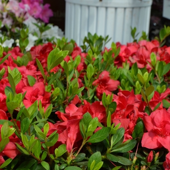 Rhododendron (Azalea) - Encore® 'Autumn Bonfire®'