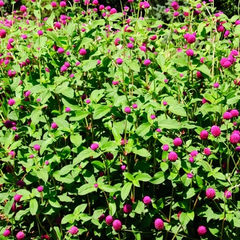 Gomphrena globosa - 'Ping Pong Purple'