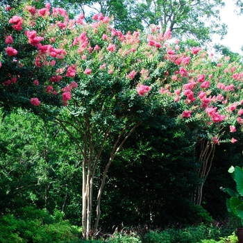 Lagerstroemia indica x fauriei - 'Tuscarora' Crapemyrtle