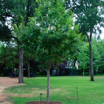 Acer rubrum - 'Sun Valley' Red Maple