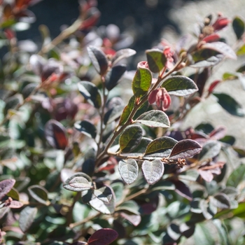 Loropetalum chinense var. rubrum - 'Daruma' Chinese Fringeflower