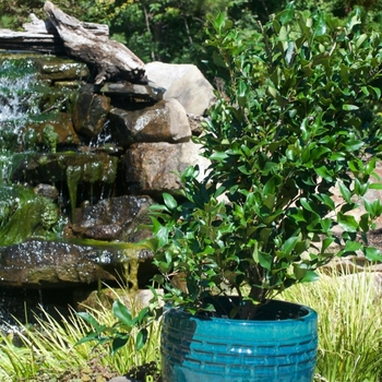 Ligustrum japonicum - 'Recurvifolium' Curled-Leaf Privet