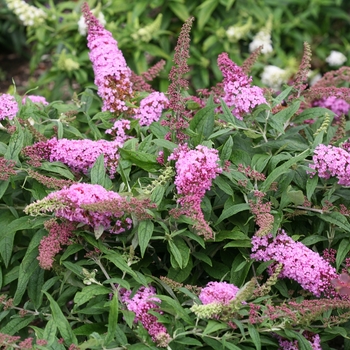 Buddleia 'SMNBDPT' - Pugster Pink® Butterfly Bush