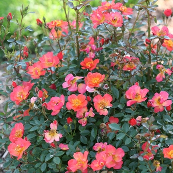 Rosa - 'Oso Easy Hot Paprika®' Rose