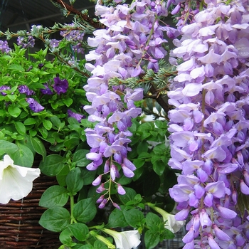Wisteria floribunda - 'Lavender Falls'