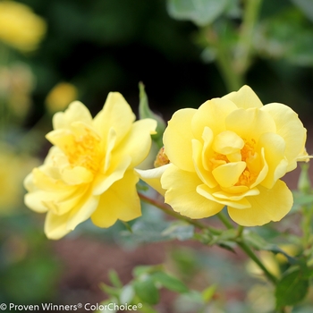 Rosa - 'Oso Easy Lemon Zest®' Landscape Rose